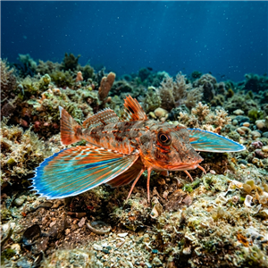 antenli-kirlangic-chelidonichthys-obscurus Sualtı Fotoğrafı