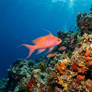 berber-baligi-anthias-anthias Sualtı Fotoğrafı
