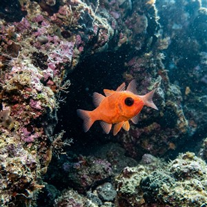 apogon-imberbis-apogon-imberbis Sualtı Fotoğrafı