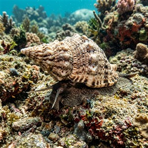 ranella-gigantes-argobuccinum-olearium Sualtı Fotoğrafı