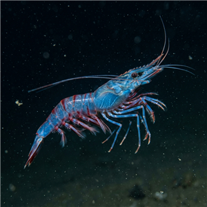 aristeus-antennatus-aristeus-antennatus Sualtı Fotoğrafı