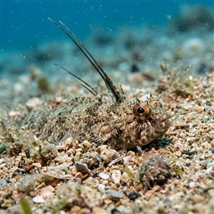 arnoglossus-thori-arnoglossus-thori Sualtı Fotoğrafı