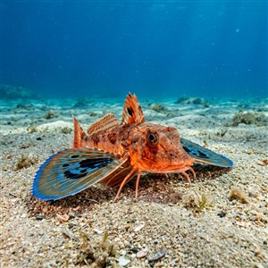 aspitrigla-cuculus-aspitrigla-cuculus Sualtı Fotoğrafı