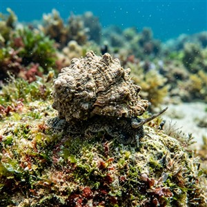 astraea-rugosa-astraea-rugosa Sualtı Fotoğrafı