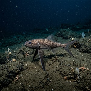 bathypterois-mediterraneus-bathypterois-mediterraneus Sualtı Fotoğrafı