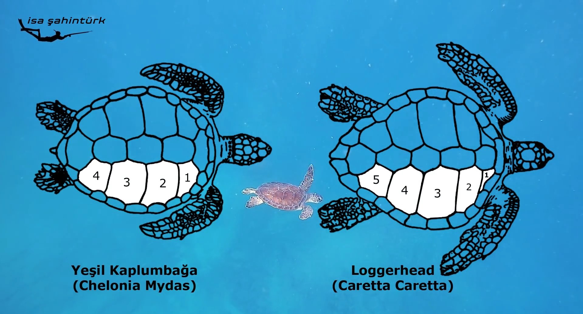 Caretta Caretta ve Yeşil Deniz Kaplumbağası (Chelonia mydas) Karşılaştırma Görseli