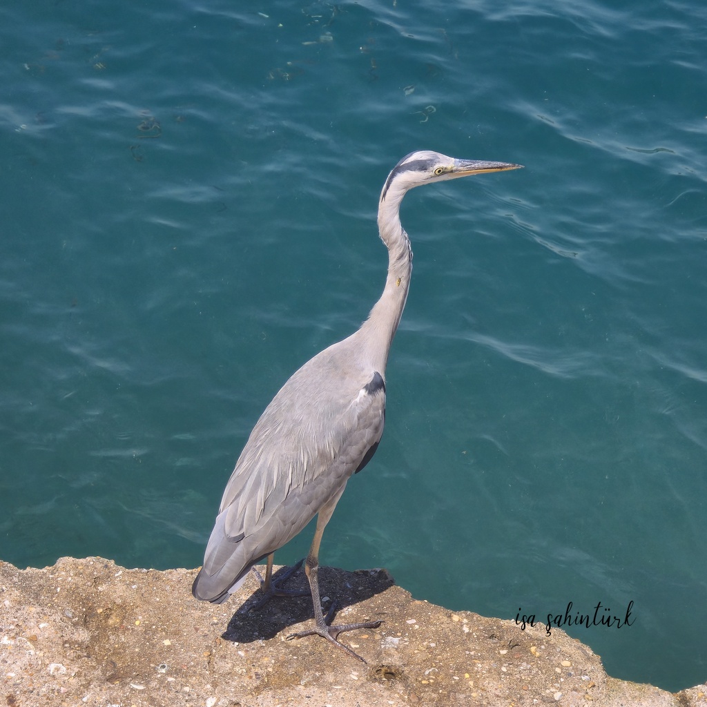 Gri Balıkçıl (Ardea cinerea) Fotoğrafı