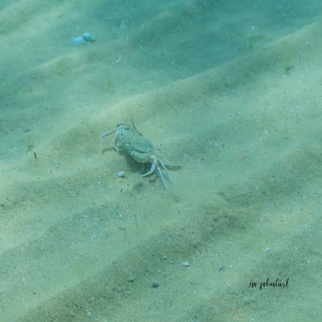 Liocarcinus Vernalis - Smooth Swimcrab Sualtı Fotoğrafı
