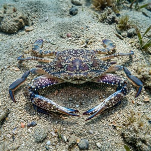 portunus-pelagicus-portunus-pelagicus Sualtı Fotoğrafı