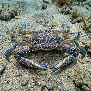 Deniz Canlısı Görseli