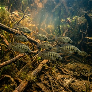 ataerkil-aile-sarotherodon-melanotheron Sualtı Fotoğrafı