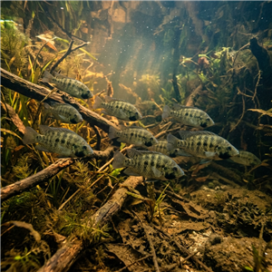 ataerkil-aile-sarotherodon-melanotheron Sualtı Fotoğrafı