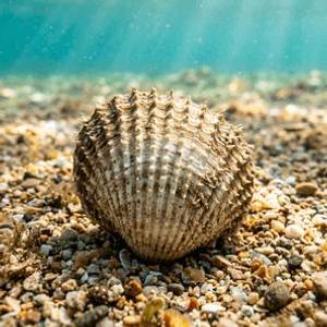 Dikenli Kum Midyesi (Erinacea) Thumbnail