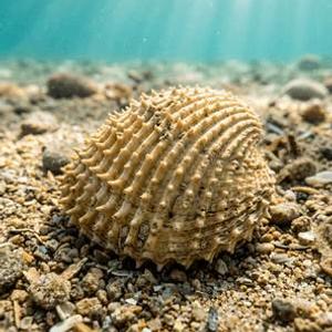 Dikenli Kum Midyesi (Spinosa) Thumbnail