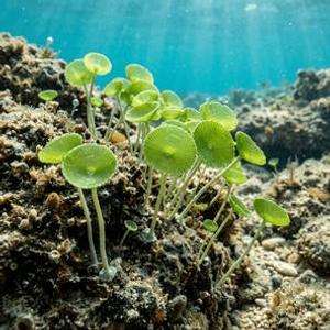 Acetabularia Mediterranea Thumbnail