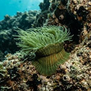 Actinia Cari - Grilde Anemone Thumbnail