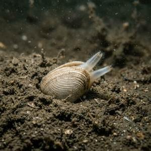 Adacna Relicta Thumbnail