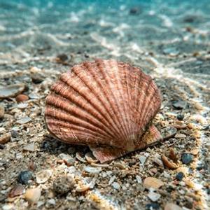 Aequipecten Audouini Thumbnail