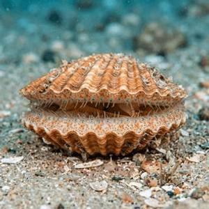 Aequipecten Opercularis - Queen Scallop Thumbnail