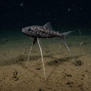 Akdeniz Örümcek Balığı - Spiderfish Thumbnail