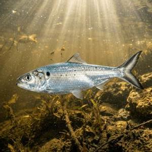 Tirsi - Allis Shad Thumbnail