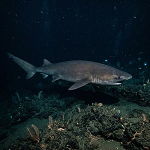 Altıyarıklıcanavar (Hexanchus griseus) Thumbnail