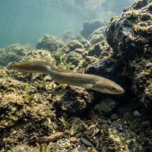 Yılan Balığı - Eel, European Eel (Anguilla anguilla) Thumbnail