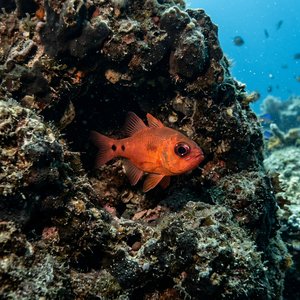 Kardinal Balığı - Cardinal Fish (Apogon imberbis) Thumbnail