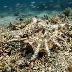 Aporrhais Pespelecani - Common Pelican-foot Thumbnail