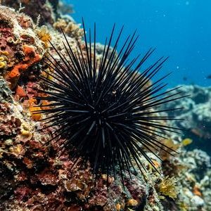 Arbacia Lixula - Black Sea Urchin Thumbnail