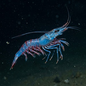 Aristeus Antennatus - Blue And Red Shrimp (Aristeus antennatus) Thumbnail