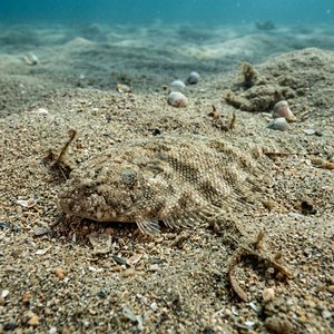 Küçük Pisi - Imperial Scaldfish (Arnoglossus imperialis) Thumbnail