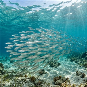 Gümüş Balığı - Hardyhead Silverside (Atherinomorus lacunosus) Thumbnail