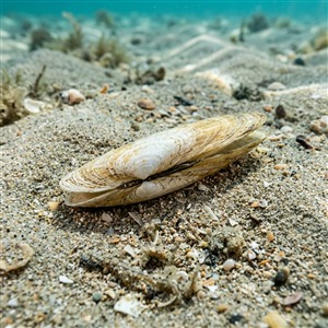 Azorinus Chamasolen - Antique Razor Clam (Azorinus chamasolen) Thumbnail