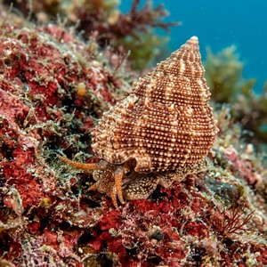 Calliostoma Granulatum - Granular Top-shell (Calliostoma granulatum) Thumbnail