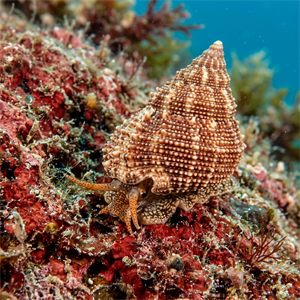 Calliostoma Granulatum - Granular Top-shell Thumbnail