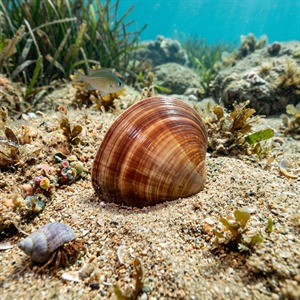 Callista Chione - Smooth Callista (Callista chione) Thumbnail