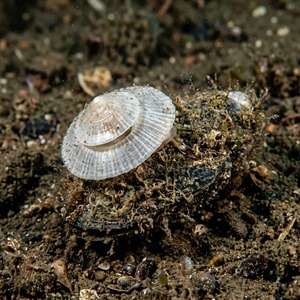 Calyptraea Chinensis - Chinese Cup- And Saucer (Calyptraea chinensis) Thumbnail
