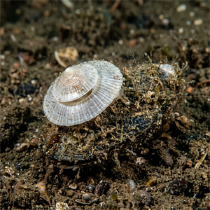 Calyptraea Chinensis - Chinese Cup- And Saucer Thumbnail