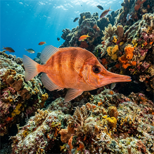 Trampet Balığı - Boarfish Thumbnail