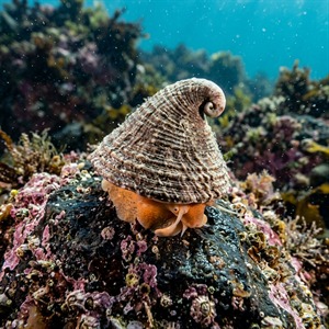 Capulus Ungaricus - Hungarian Cap-shell, Bonnet Shell (Capulus ungaricus) Thumbnail