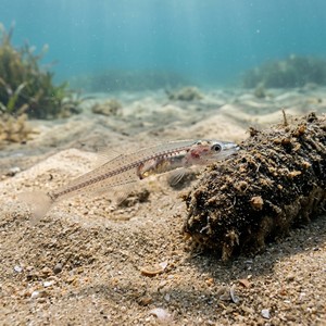 İnci Balığı - Pearl Fish (Carapus acus) Thumbnail
