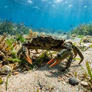Carcinus Mediterraneus (Carcinus aestuarii) Thumbnail