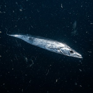 Kayış Balığı (Lepidopus caudatus) Thumbnail