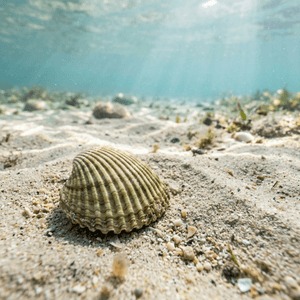 Cardium Lamarcki (Cardium lamarcki) Thumbnail