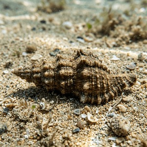 Cerithium Alucastrum - Spicate Cerithe (Cerithium alucastrum) Thumbnail
