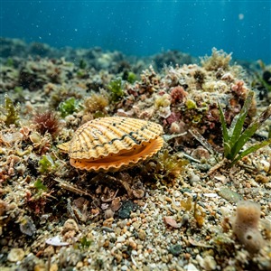 Chlamys Multistriata - Little Bay Scallop (Chlamys multistriata) Thumbnail