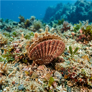 Chlamys Pesfelis (Chlamys pesfelis) Thumbnail