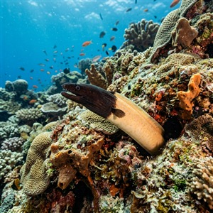 Yalancı Mıgrı (Chlopsis bicolor) Thumbnail