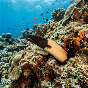 Yalancı Mıgrı - Bicoloured False Moray (Chlopsis bicolor) Thumbnail